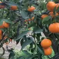 Clementine: Il Tesoro della Calabria